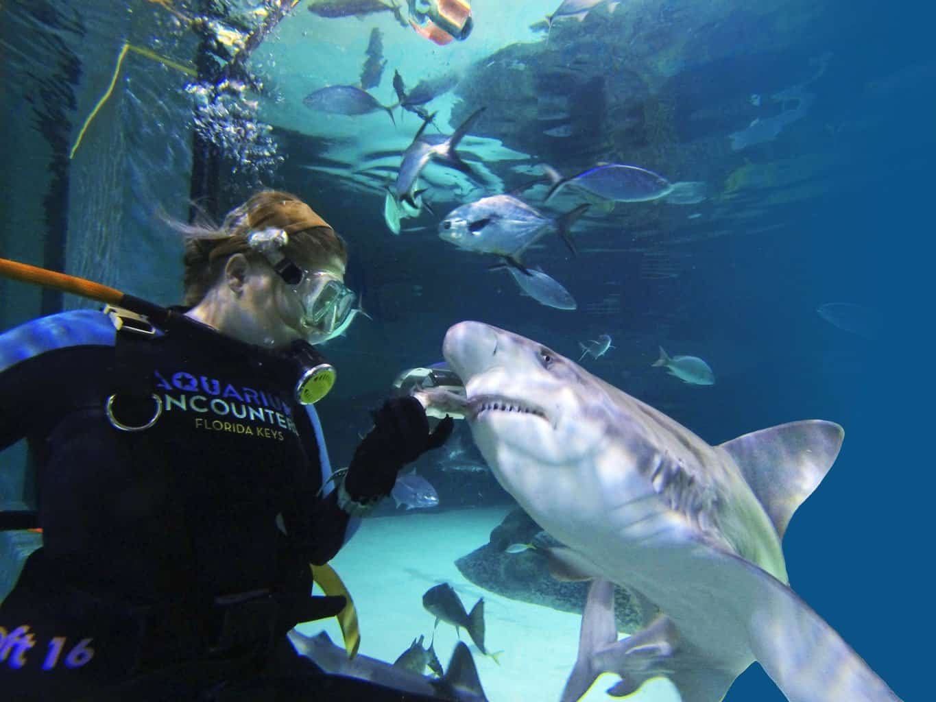 Florida Keys Aquarium Encounters